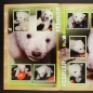Preview: Knut Preziosi Sticker Album komplett