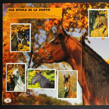 Chevaux Panini Sticker Album komplett - F