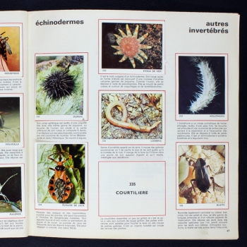 Le monde des Animaux 1970 Panini Sticker Album teilgefüllt - NL