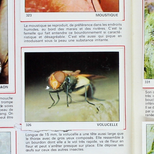 Le monde des Animaux 1970 Panini Sticker Album teilgefüllt - NL